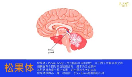 松果体素，探究松果体素的神秘功能