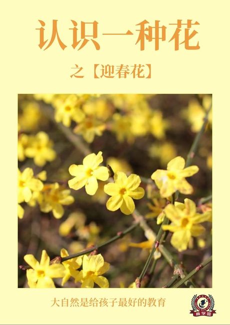 迎春花的介绍，【迎春花的介绍】春天的第一朵迎春花